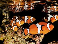 Image result for School of Clownfish