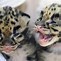 Image result for Clouded Leopard Babies