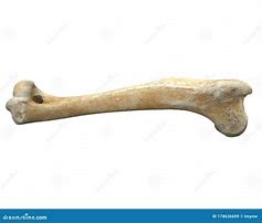 Image result for Animal Leg Bone Identification