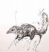 Image result for Shrew Drawing