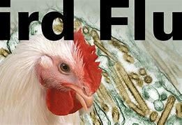 Image result for Bird Wit Bird Flu