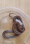 Image result for Snake Eating Mice