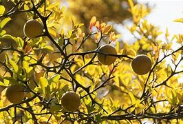 Image result for Lemon Tree with Thorns