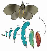 Image result for Hornworm Moth Life Cycle