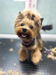 Image result for Silky Yorkie Haircuts