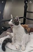 Image result for Scrungly Kitten