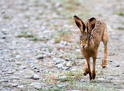 Image result for European Hare