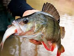 Image result for Perch Fishing