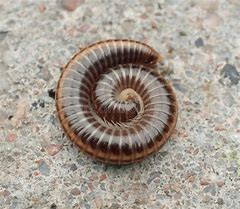 Image result for myriapoda fossils