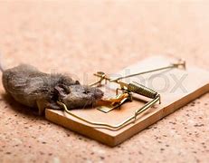 Image result for Oil Trap Mouse