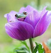 Image result for Florist Frog