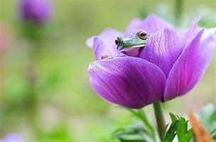 Image result for Frog with Flower