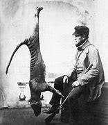 Image result for Thylacine Tiger