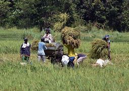 Image result for Palay Plant