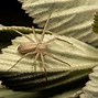 Image result for Arizona Crab Spider