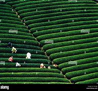 Image result for Tea Plantations Japan