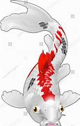 Image result for Biological Illustration of a Koi Carp