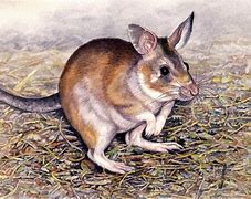 Image result for Yapping Rat