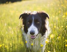 Image result for Smart Dog Breeds