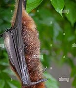 Image result for Pteropus