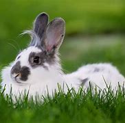 Image result for Bunny Venom