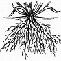 Image result for Lateral Root Cap