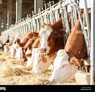 Image result for Feeding Cows Hay