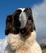 Image result for Giant St. Bernard Dogs