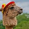 Image result for Alpaca Relative