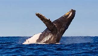 Image result for Whale China