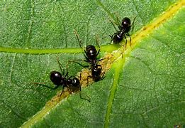 Image result for Beown Ants