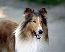 Image result for The New Lassie Leonardo DiCaprio