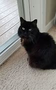 Image result for Cute Black Cat