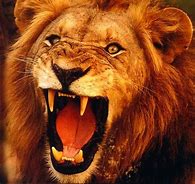 Image result for Lion Raors