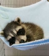 Image result for Raccoons Are Cute