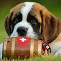 Image result for Giant St. Bernard Dogs