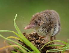 Image result for Shrew Animal