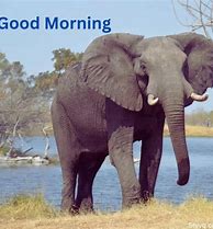 Image result for Clip Art Elephant Good Morning