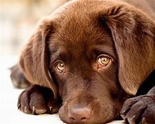 Image result for Puppy Eyes Breed