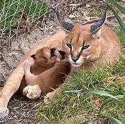 Image result for Wild Cat Pictures