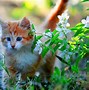 Image result for Kitten Spring Flowers