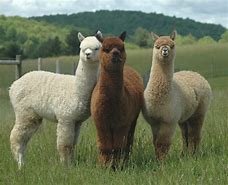 Image result for Alpaca Relative