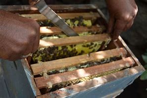 Image result for Honey Beekeeping