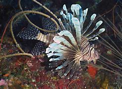 Image result for The Lionfish