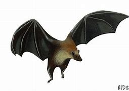 Image result for Pteropus