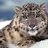 Image result for Snow Leopard Back Markings