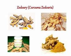 Image result for Curcuma Zedoaria