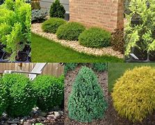 Image result for Dwarf Yellow Shrubs