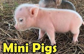 Image result for Real Pink Pig