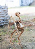 Image result for Dead Bird Bone